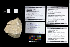 Foto (Objekt + Etikett) von Pithonoton sp.  (NHMW-GEO-1990-0041-2557a)